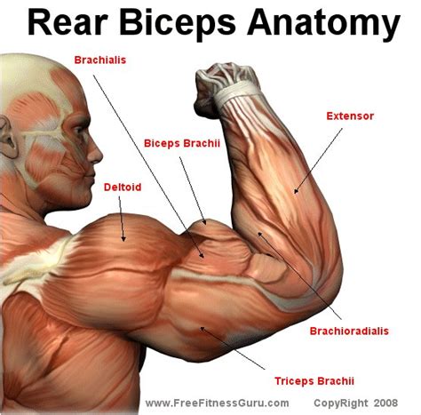 FreeFitnessGuru - Rear Bicep Anatomy