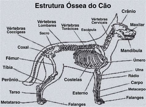 Anatomia Do Cachorro Ossos Retoedu