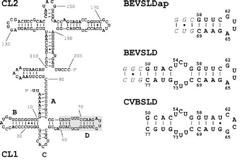 Figure From A Novel Cguuag Tetraloop Structure With A Conserved