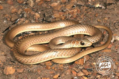 Short Snouted Grass Snake African Snakebite Institute