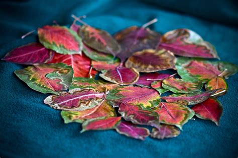 Freeze Dried Mock Pear Leaves From The Same Tree Flickr