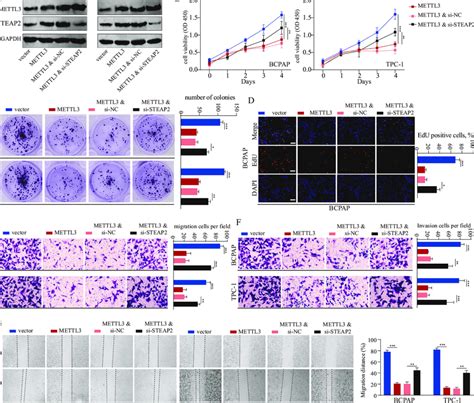 Mettl Accelerates Ptc Malignant Progression By Upregulating Steap A