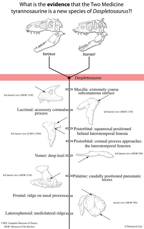 Tyrannosauroidea Central Introducing Daspletosaurus Horneri The Two Medicine Tyrannosaurine