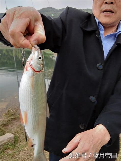 升鍾湖圓地黃角樹農家今天海竿釣到的 每日頭條