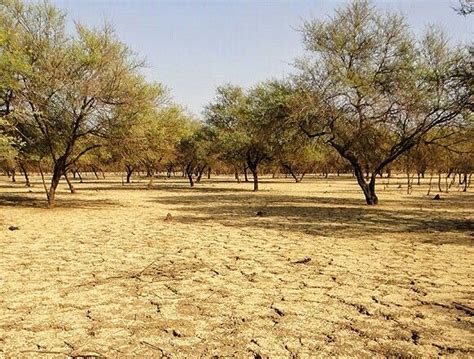 Al Sunut forest, Khartoum غابة السنط - الخرطوم #sudan #alsunut #forest ...