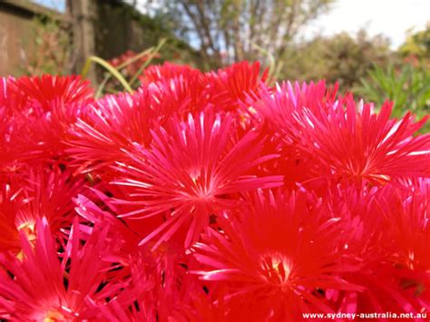 Garden Flowers Australia