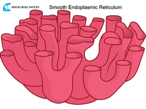 Smooth Endoplasmic Reticulum Its Structure And Function Microbial Notes