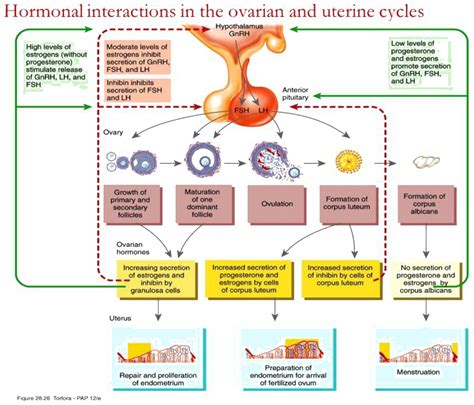 Why Lh Secretion During Follicular Phase Is So High Then Fsh As Lh