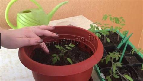 Пикировка рассады помидоров в домашних условиях