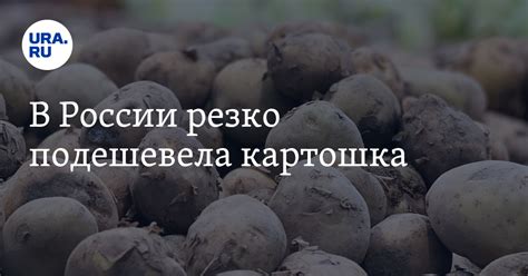 Стоимость картофеля в РФ: аграрии снижают цену из-за высокого урожая и ...