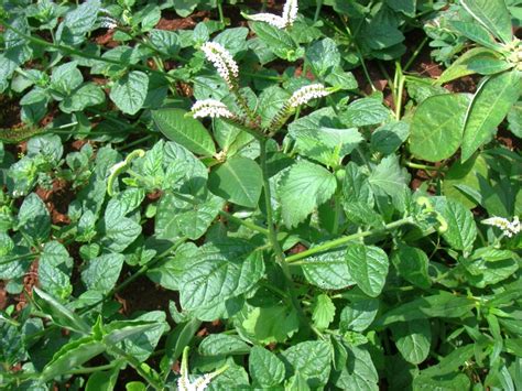 East African Plants A Photo Guide Heliotropium Steudneri Vatke