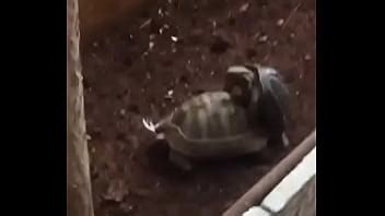 Tortuga A La Mierda Xvideos