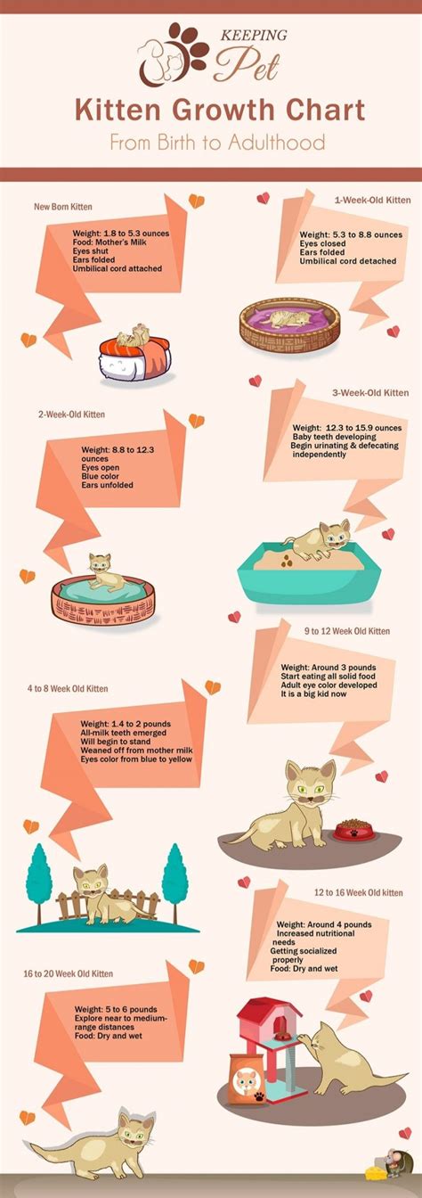 Kitten Growth Chart: From Birth to Adulthood