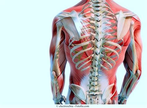 Anatomia Da Coluna Vertebral Cervical Lombar Dorsal E Osso Sacro