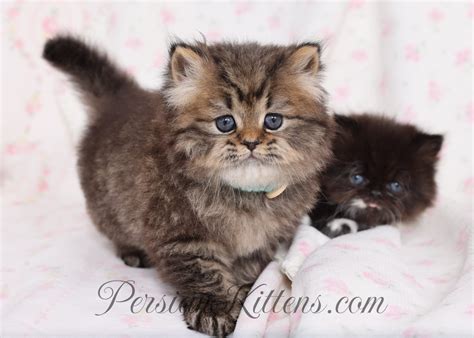 doll face persian cat breeders 8