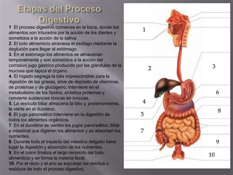 Proceso De La Digestion Ppt Descarga Gratuita