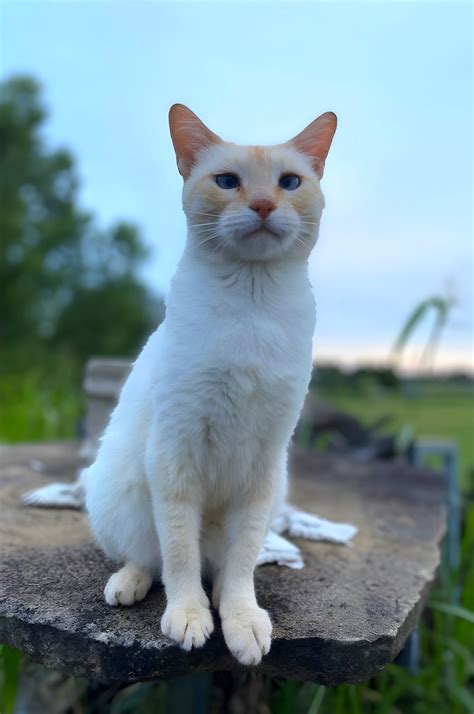 FAQs – Animal Ally Mobile Veterinary Care