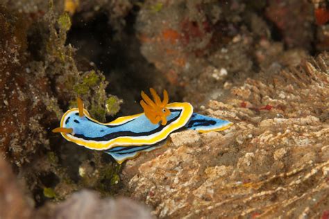Nudibranches 1/4 – ThousandWords