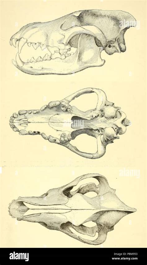 Dire wolf canis dirus hi-res stock photography and images - Alamy