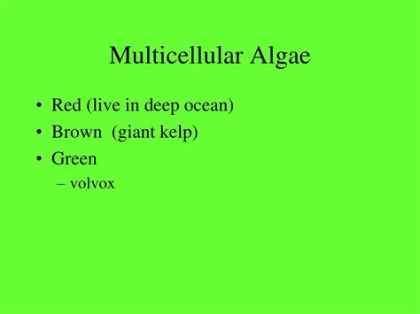plant  protists unicellular algae powerpoint