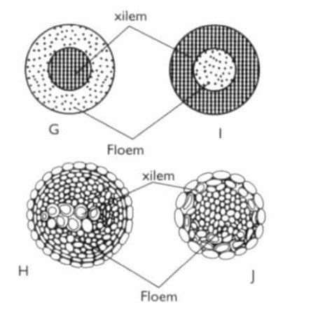 Fungsi Xilem Dan Floem Pengertian Jaringan Letak Perbedaan