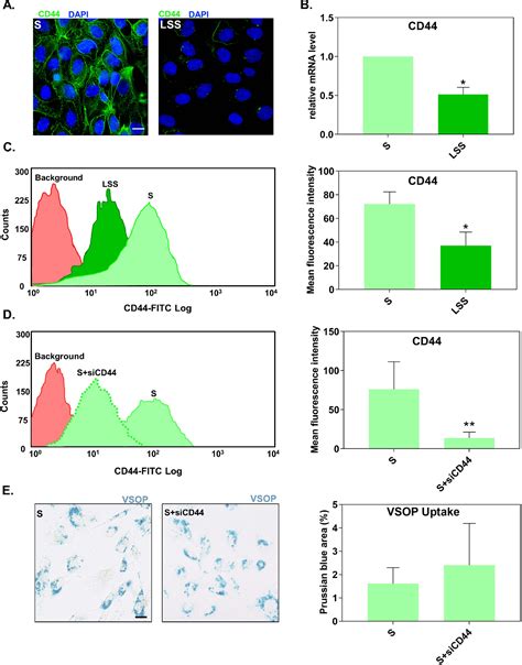 Figure 3 From Lack Of Laminar Shear Stress Facilitates The Endothelial