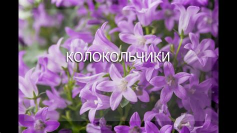Вебинар Колокольчики - YouTube