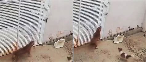 Gata pula muro de vizinho e quase é atacada por cachorros veja vídeo