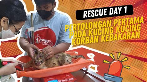 Evakuasi Kucing Kucing Korban Kebakaran Depo Pertamina Plumpang Day 1