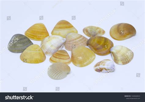 Several Types Shells Found On Beach Stock Photo 1444668023 Shutterstock