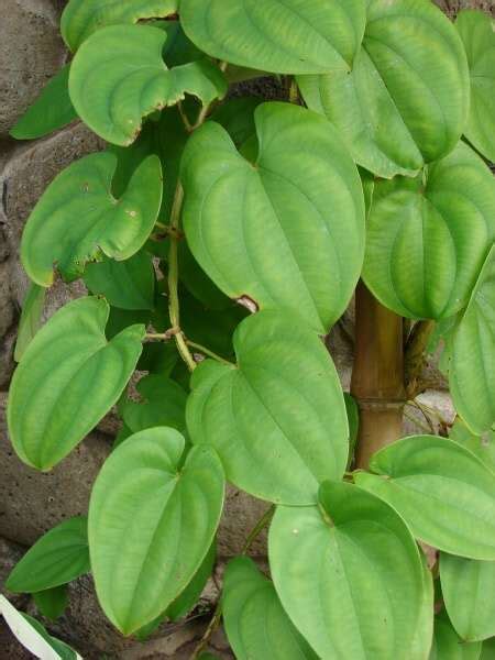 Dioscorea Alata Only Foods