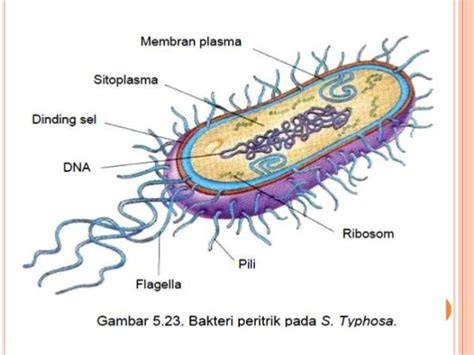 Bakteri - Bio SMK