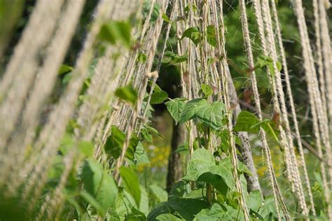 Growing French Beans Thrive