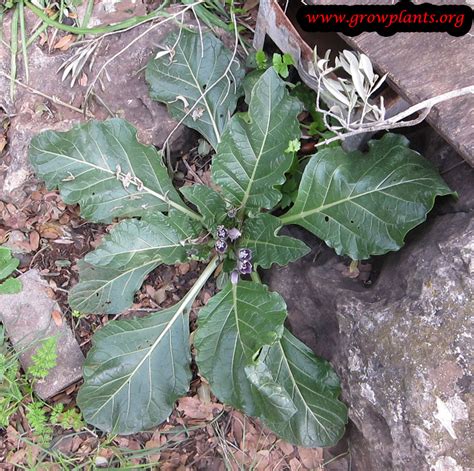 Mandrake plant - How to grow & care