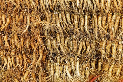 Panax ginseng stock image. Image of ginseng, alternative - 53382417