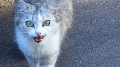 Cats Hissing At Me And Meowing Youtube