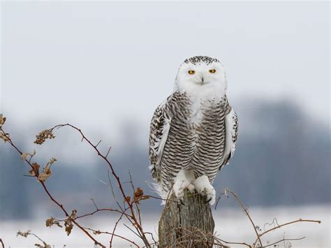 Are Snowy Owls Endangered? (Threats, Numbers + FAQs) | Birdfact