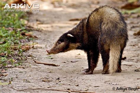 Hog badger - Alchetron, The Free Social Encyclopedia