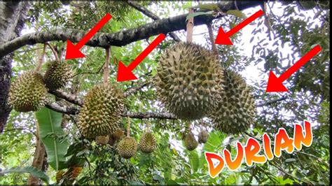 Durian Puyat Variety Pinakamasarap Magandang Itanim At Pagkakitaan