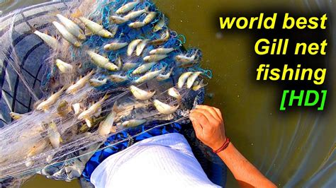 लगाने वाले जाल से बहुत सारी मछली पकड़ीं World Best Gill Net Fishing