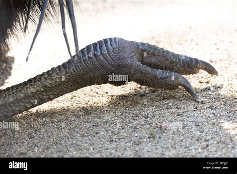 Cassowary eye hi-res stock photography and images - Alamy