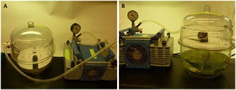 Vacuum Agroinfiltration Of N Benthamiana Leaves With Agrobacterium