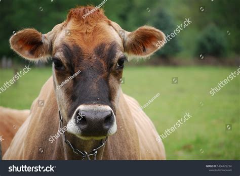 Jersey Cow Field Stock Photo 1406429234 Shutterstock