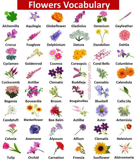 100 Flowers Names In English With Pictures Flowers Name In English