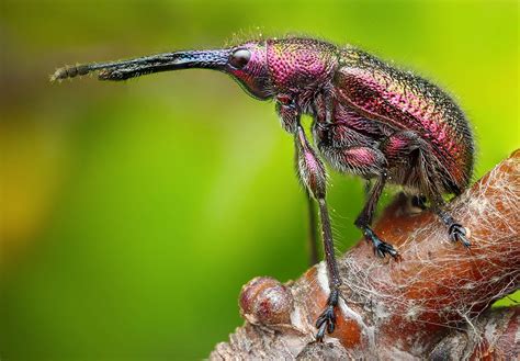 Enter The Microscopic World Of Bugs With These Award Winning Garden