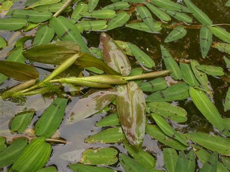 Asian Watergrass Hygroryza Aristata Flower Leaf Care Uses Picturethis