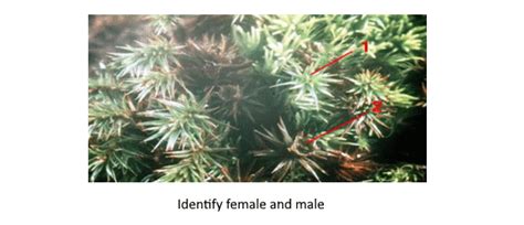 Station 10 - The gametophyte generation of a moss Diagram | Quizlet