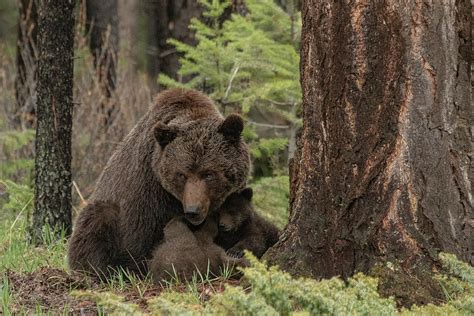 Baby Grizzly Bear Cubs