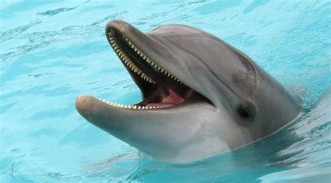 Here Are Our Top 10 Facts About Dolphins Wwf