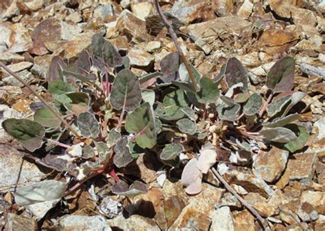 Few Flowered Naked Buckwheat Eriogonum Nudum Var Pauciflorum